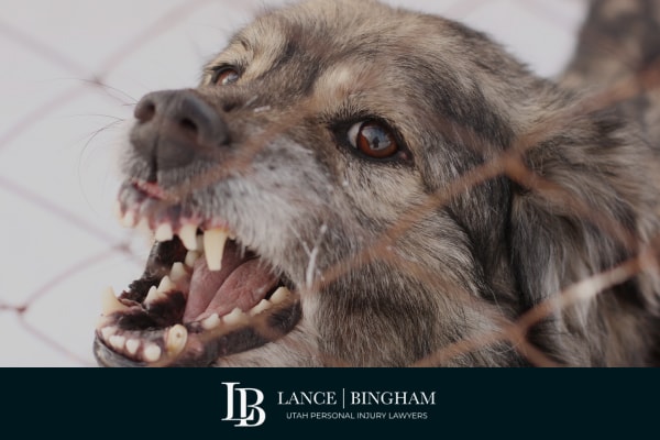 Where Do Most Dog Bites Occur?