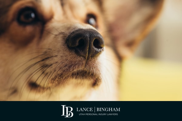 What to Do After a Dog Bite Attack